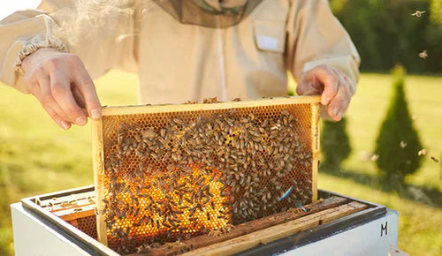 What brand of Manuka Honey should I buy?