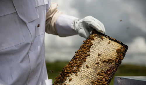 Manuka honey and bee welfare – what should you know before choosing a brand?