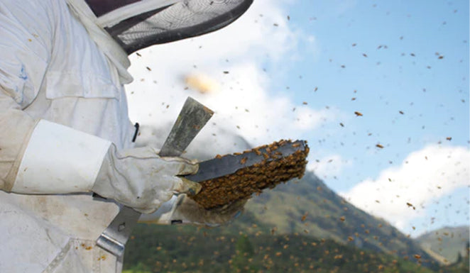 Mānuka Honey - In the news this Winter